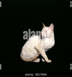 Cornish Rex cat guardando indietro Foto Stock