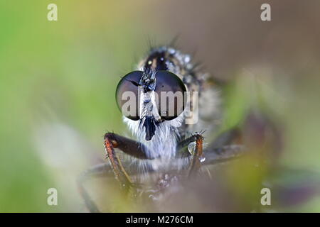 Il Kite-tailed robber fly, Tolmerus atricapillus Foto Stock