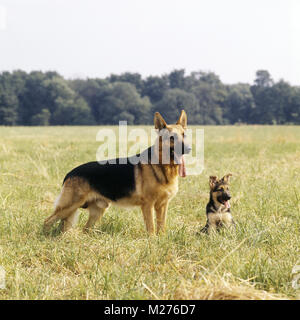 Pastore Tedesco e cane cucciolo in piedi in un campo Foto Stock