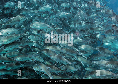 Jackfish shoal in Sipadan Coral reef, Borneo Malaysia Foto Stock