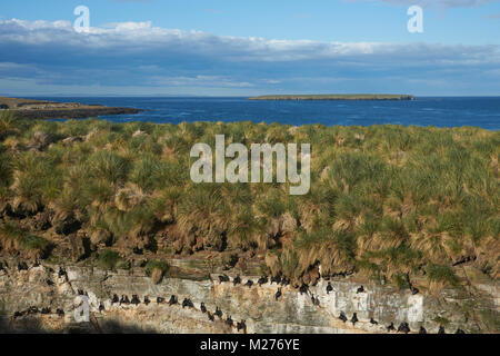 Shag Rock (Phalacrocorax magellanicus) con pulcini nidificazione sugli scogli di più deprimente isola nelle isole Falkland Foto Stock