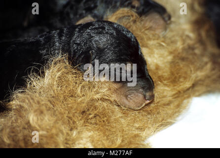 Nuovo nato airedale cucciolo Foto Stock