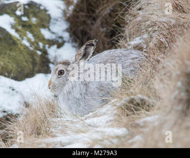 Mountain lepre Lepus timidus nel loro bianco cappotto invernale in inverno con un sfondo innevato sull'altopiano mori del Peak District Derbyshire. Foto Stock