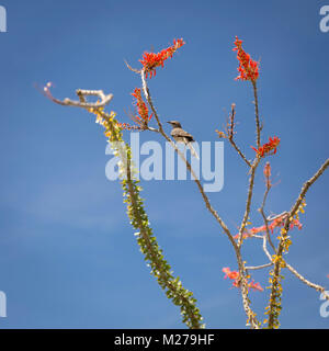 Blooming Ocotillo a Joshua Tree National Park, California Foto Stock
