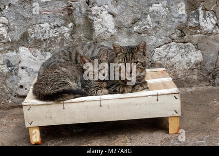 One-eyed madre gatto e tekitten sul streer della città di Kotor, Montenegro Foto Stock