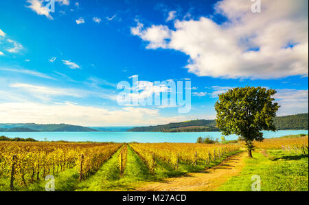Vineyard and tree on Corbara Lake, Orvieto, Umbria Italy Europe Foto Stock