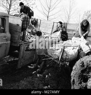 Cooperativa agricola statale nella Romania comunista, negli anni '70. Gruppo di contadini che caricano un camion con mais. Foto Stock