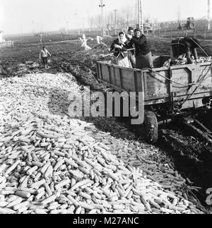 Cooperativa agricola statale nella Romania comunista, negli anni '70. Contadini scarico camion di mais. Foto Stock