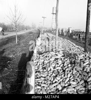 Cooperativa agricola statale nella Romania comunista, negli anni '70. Mais immagazzinato dal lato del campo dopo la mietitura. Foto Stock