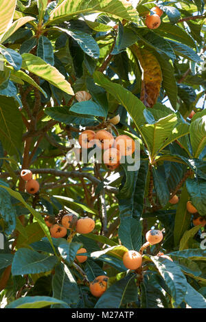 Eriobotrya japonica Foto Stock