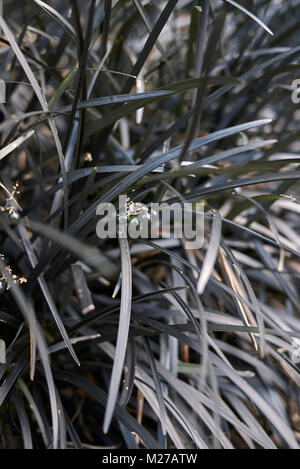 Ophiopogon planiscapus Foto Stock