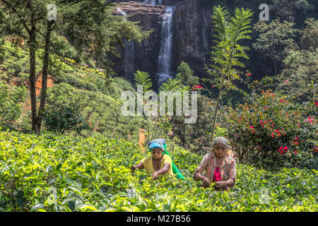 Il tè, pluckers Ramboda Falls, Ramboda, Sri Lanka, Asia Foto Stock