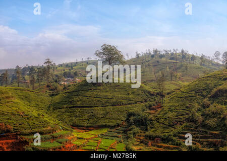 Il tè sulle colline vicino a Nuwara Eliya, Sri Lanka, Asia Foto Stock