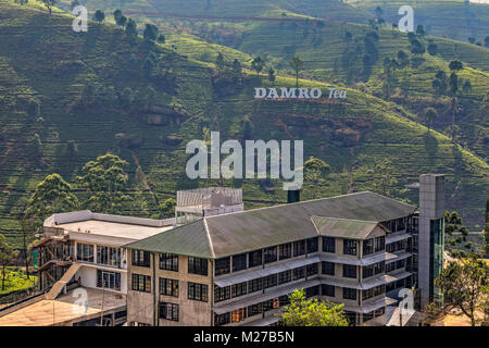 Damro fabbrica di tè vicino a Nuwara Eliya, Sri Lanka, Asia Foto Stock