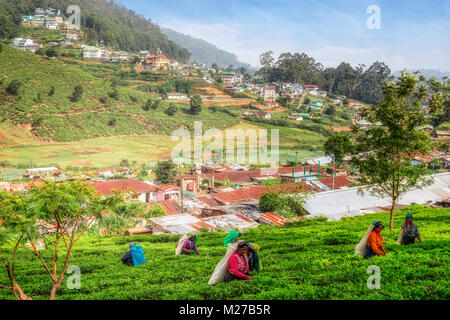 Il tè pluckers, Nuwara Eliya, Sri Lanka, Asia Foto Stock