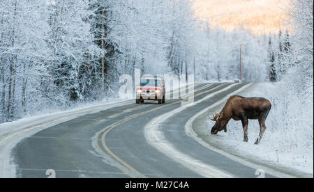 Una bull moose foraggi in corrispondenza del bordo di Eagle River Road come una macchina si avvicina in Alaska centromeridionale. Foto Stock