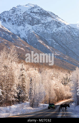 Bull attraversamento alci nella parte anteriore della vettura su Eagle River Road in Chugach State Park in Alaska centromeridionale. Foto Stock