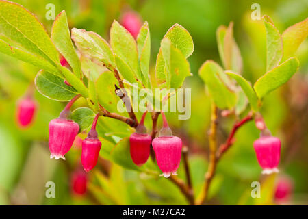 Fiori di Bog mirtillo in estate in piena fioritura a Hatcher Pass centromeridionale in Alaska. Foto Stock