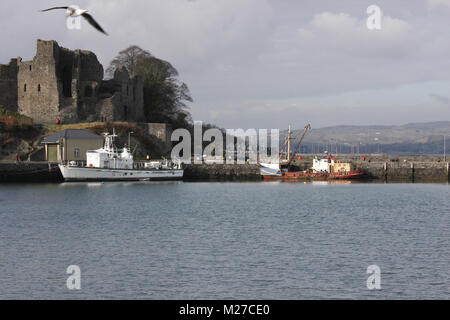 Carlingford Harbour in Carlingford contea di Louth in Irlanda. Foto Stock