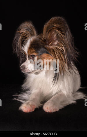 Bellissima giovane cane maschio Continental Toy Spaniel Papillon su sfondo nero Foto Stock