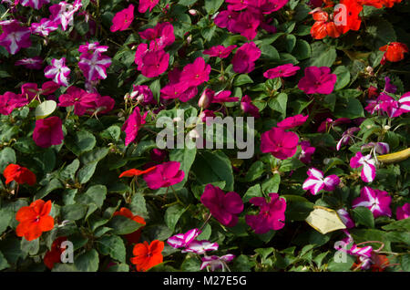 Colorato di rosa fiori nel giardino Foto Stock