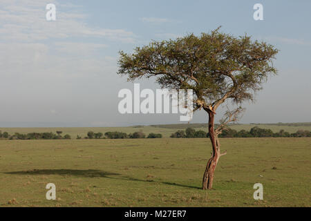 Un leopard in un albero con la sua uccidere il Massai Mara Foto Stock