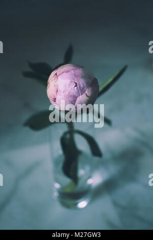 Peonia. Rosa peonia. La molla di chiusura fiore su sfondo bianco. Foto Stock