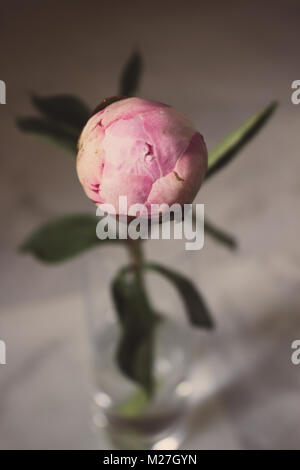 Peonia. Rosa peonia. La molla di chiusura fiore su sfondo bianco. Foto Stock