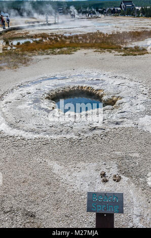 Molla di spiaggia in Upper Geyser Basin occasionalmente bolle con un rush di bolle. Parco Nazionale di Yellowstone, Wyoming USA Foto Stock