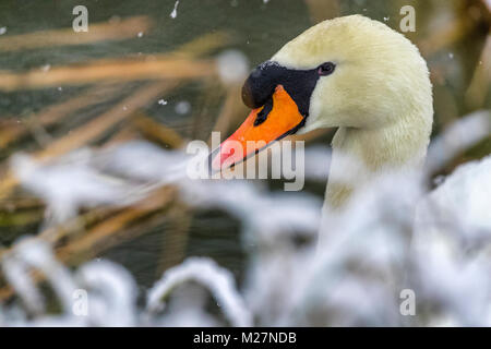 In Swan nevicata sull'Isola di Vancouver Foto Stock