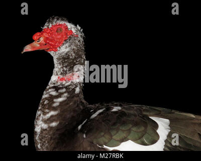 Wild (feral) maschio anatra muta (Cairina moschata) su la Big Island delle Hawaii Foto Stock