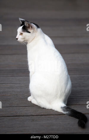 Gatto nero e bianco domestico salvato da e vivere all'aperto al Sandos Caracol Eco Resort Foto Stock