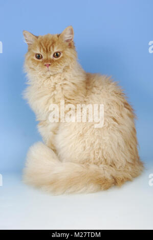 Fumo rosso longhair selkirk rex guardando verso il basso Foto Stock