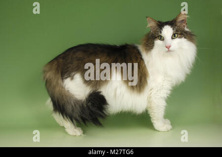 Brown tabby e bianco norvegese delle foreste in piedi su sfondo verde Foto Stock