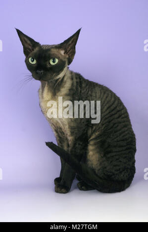 Fumo nero devon rex cat Foto Stock