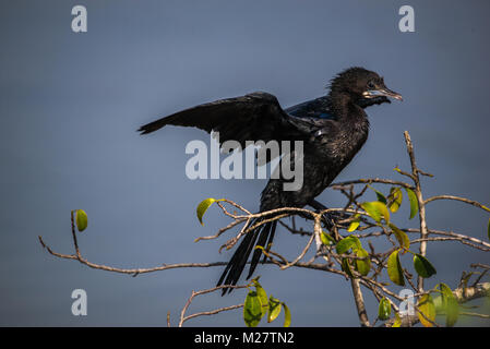 Un po' di cormorano uccello si appollaia su una struttura ad albero Foto Stock