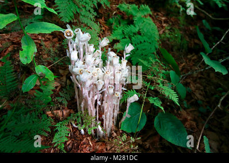 Impianto di Ghost o tubazione indiano, latino: Monotropa Uniflora, crescente sulla foresta umida terra con felci vicino a New Found Gap, Great Smoky Mountains National Pa Foto Stock
