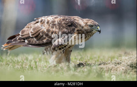 Falco munito rosso Foto Stock