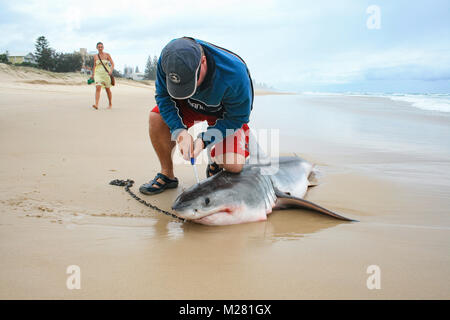 Il morire momenti di un grande squalo bianco che si è incagliata, catturati su un set di drumline per uccidere grandi squali nel Queensland Foto Stock