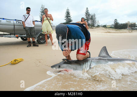 Il morire momenti di un grande squalo bianco che si è incagliata, catturati su un set di drumline per uccidere grandi squali nel Queensland Foto Stock