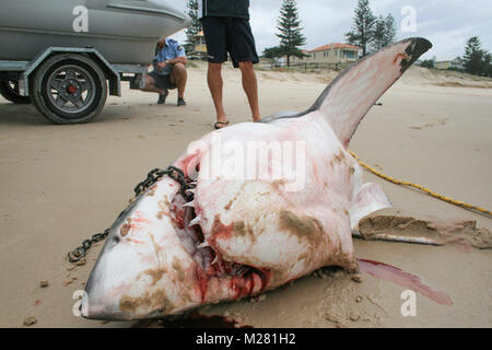 Il morire momenti di un grande squalo bianco che si è incagliata, catturati su un set di drumline per uccidere grandi squali nel Queensland Foto Stock