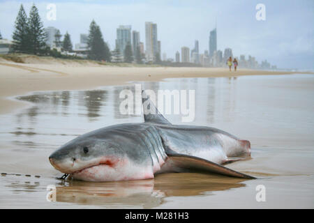 Il morire momenti di un grande squalo bianco che si è incagliata, catturati su un set di drumline per uccidere grandi squali nel Queensland Foto Stock