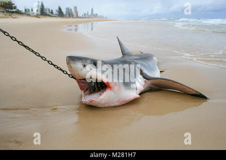 Il morire momenti di un grande squalo bianco che si è incagliata, catturati su un set di drumline per uccidere grandi squali nel Queensland Foto Stock