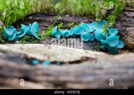 Verde fungo elfcup Foto Stock