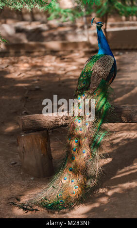 Ritratto di un bellissimo pavone maschio in full-length. Peahen seduto su un albero di massa marrone in uno zoo Foto Stock