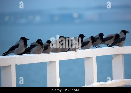 Hooded Crows nel selvaggio Foto Stock