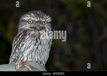 Bruno frogmouth seduta nella struttura ad albero verticale toodyay in western australia australia Foto Stock