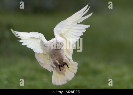 Bianco volo cockatooin venuta in terra con le ali sollevate in toodyay Australia occidentale Foto Stock