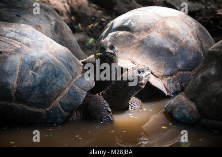 Aldabra tartarughe giganti nel santuario delle tartarughe, sull isola prigione prenotazione, Zanzibar Foto Stock