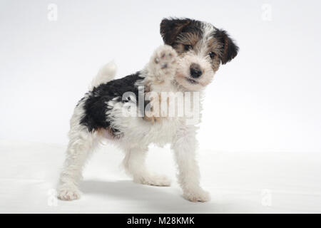 Wirehaired Fox Terrier cucciolo su sfondo bianco Foto Stock